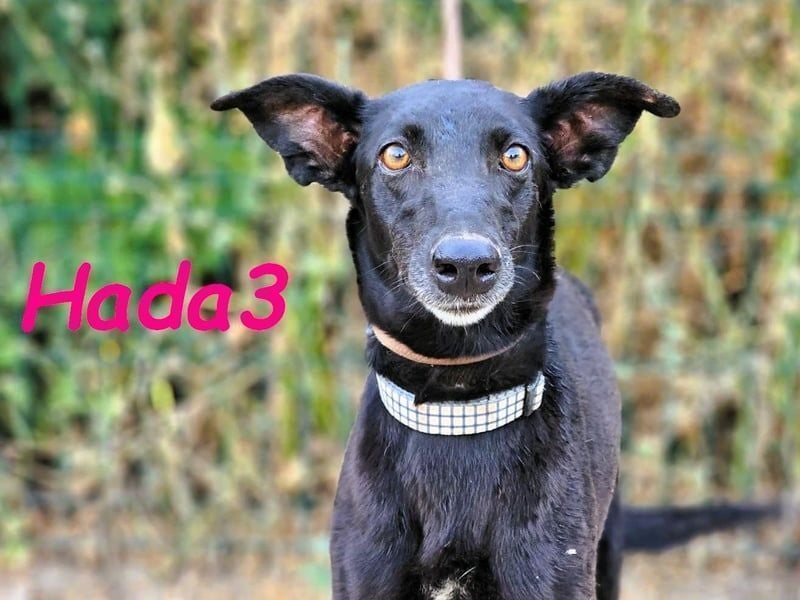 Hada3 geb. 05/2019 (ESP) - zuneigungsvolle und anhängliche Galgo-Mix Hündin!
