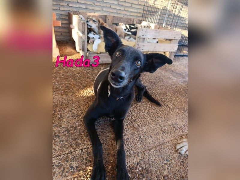 Hada3 geb. 05/2019 (ESP) - zuneigungsvolle und anhängliche Galgo-Mix Hündin!