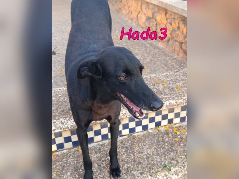 Hada3 geb. 05/2019 (ESP) - zuneigungsvolle und anhängliche Galgo-Mix Hündin!