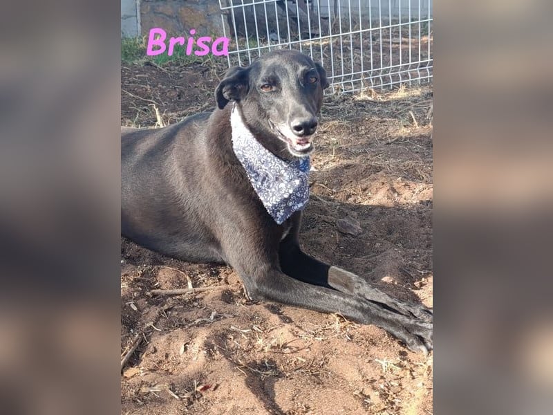 Brisa♥️geb. 05/2019 (ESP) - anhängliche und liebevolle Galgo-Mix Hündin!