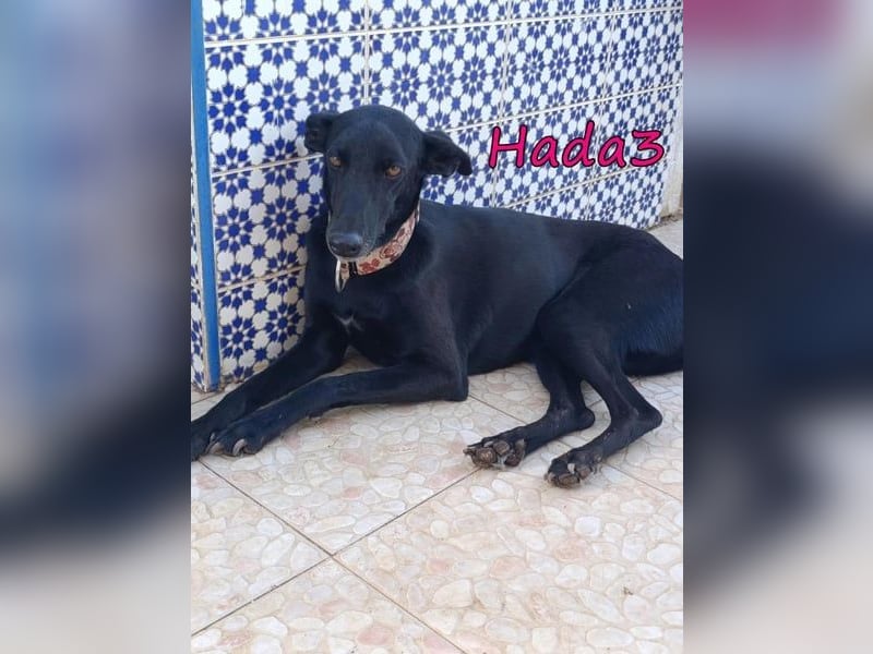 Hada3 geb. 05/2019 (ESP) - zuneigungsvolle und anhängliche Galgo-Mix Hündin!
