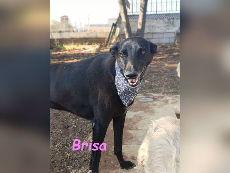Brisa geb. 05/2019 (ESP) - anhängliche und liebevolle Galgo-Mix Hündin!