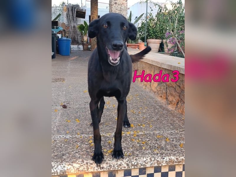 Hada3 geb. 05/2019 (ESP) - zuneigungsvolle und anhängliche Galgo-Mix Hündin!