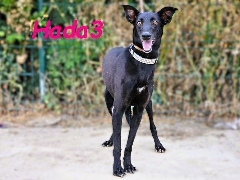 Hada3 geb. 05/2019 (ESP) - zuneigungsvolle und anhängliche Galgo-Mix Hündin!