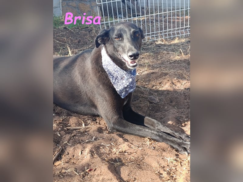 Brisa geb. 05/2019 (ESP) - anhängliche und liebevolle Galgo-Mix Hündin!