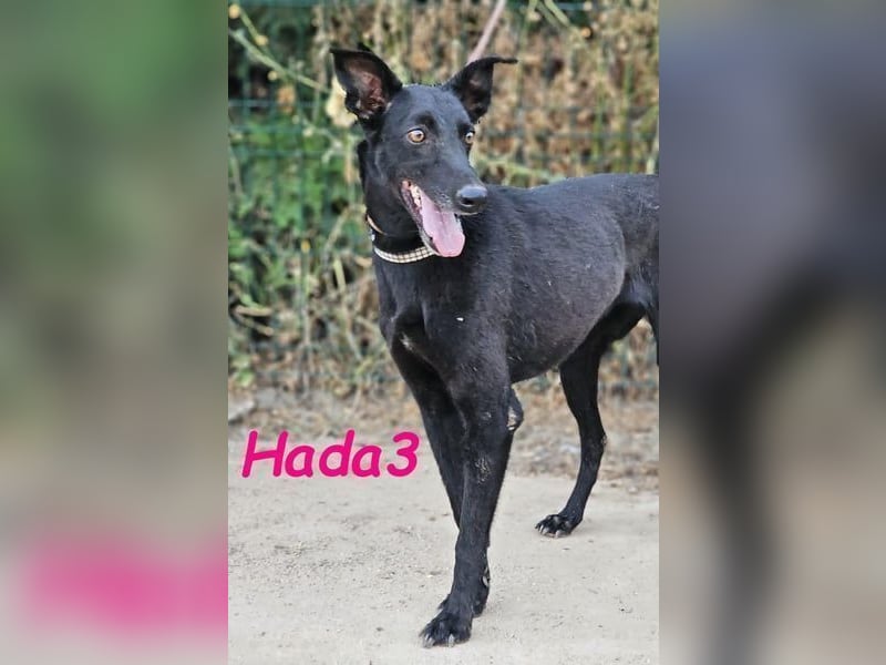 Hada3 geb. 05/2019 (ESP) - zuneigungsvolle und anhängliche Galgo-Mix Hündin!