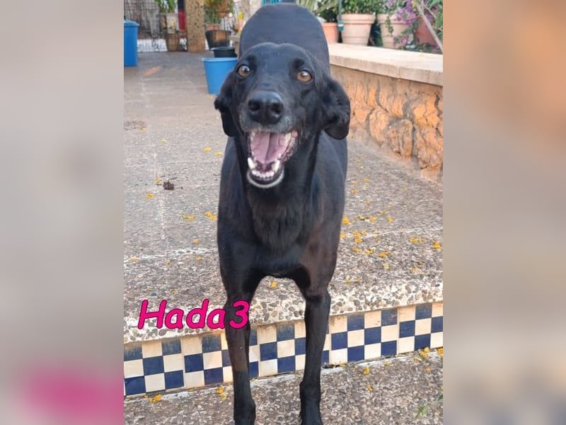 Hada3 geb. 05/2019 (ESP) - zuneigungsvolle und anhängliche Galgo-Mix Hündin!