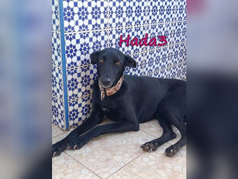 Hada3 geb. 05/2019 (ESP) - zuneigungsvolle und anhängliche Galgo-Mix Hündin!