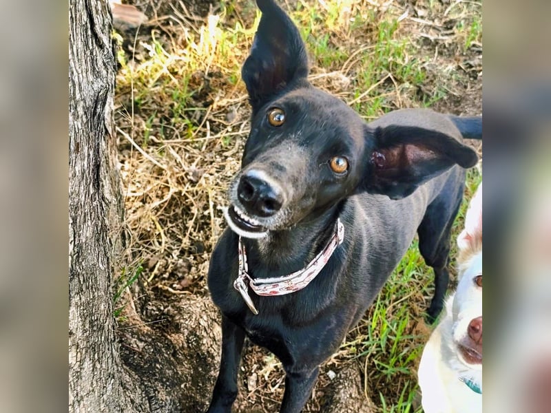 Hada3 geb. 05/2019 (ESP) - zuneigungsvolle und anhängliche Galgo-Mix Hündin!
