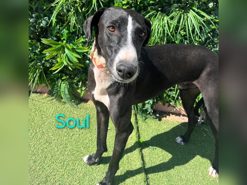 Soul geb. 05/2023 (ESP) - sanfter und liebevoller Galgo-Mix!