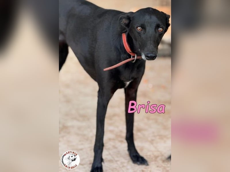 Brisa♥️geb. 05/2019 (ESP) - anhängliche und liebevolle Galgo-Mix Hündin!
