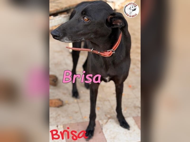 Brisa♥️geb. 05/2019 (ESP) - anhängliche und liebevolle Galgo-Mix Hündin!