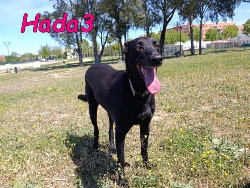 Hada3 geb. 05/2019 (ESP) - zuneigungsvolle und anhängliche Galgo-Mix Hündin!