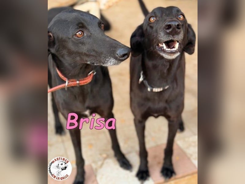 Brisa♥️geb. 05/2019 (ESP) - anhängliche und liebevolle Galgo-Mix Hündin!