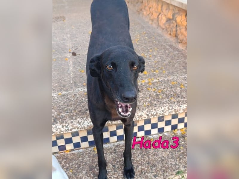 Hada3 geb. 05/2019 (ESP) - zuneigungsvolle und anhängliche Galgo-Mix Hündin!