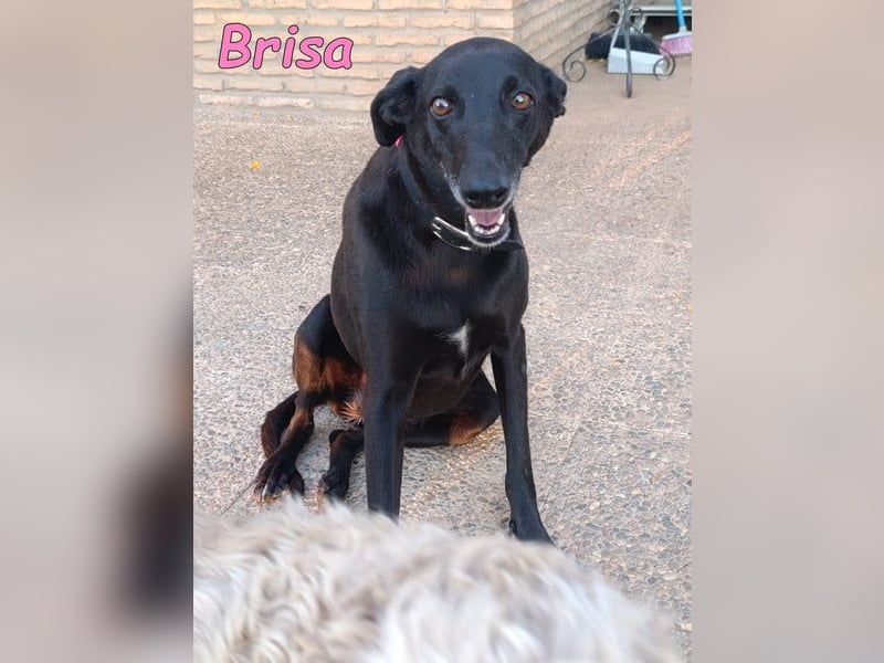 Brisa geb. 05/2019 (ESP) - anhängliche und liebevolle Galgo-Mix Hündin!