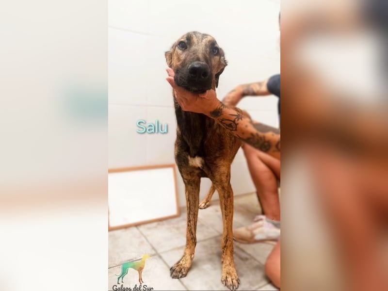 Salu geb. 12/2023 (ESP) - unglaublich liebevoller Galgo-Mix sehnt sich nach einem Zuhause!