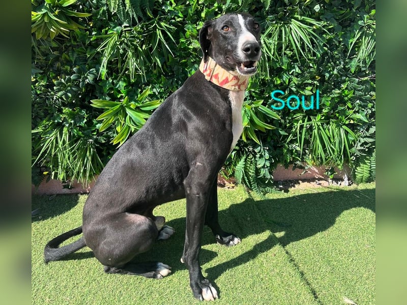 Soul geb. 05/2023 (ESP) - sanfter und liebevoller Galgo-Mix!