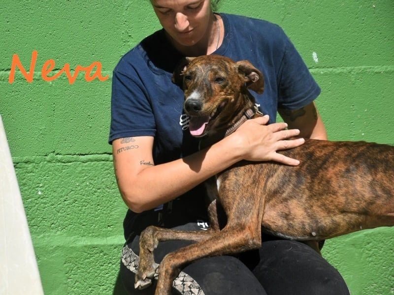 Neva geb. 10/2023 (ESP) - sehr liebes und verschmustes Galgo-Mix Mädchen!