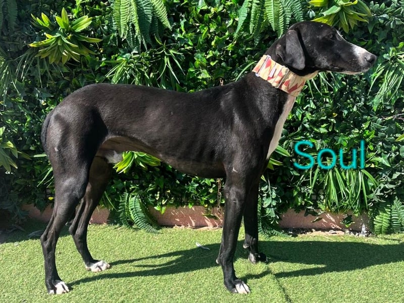 Soul geb. 05/2023 (ESP) - sanfter und liebevoller Galgo-Mix!