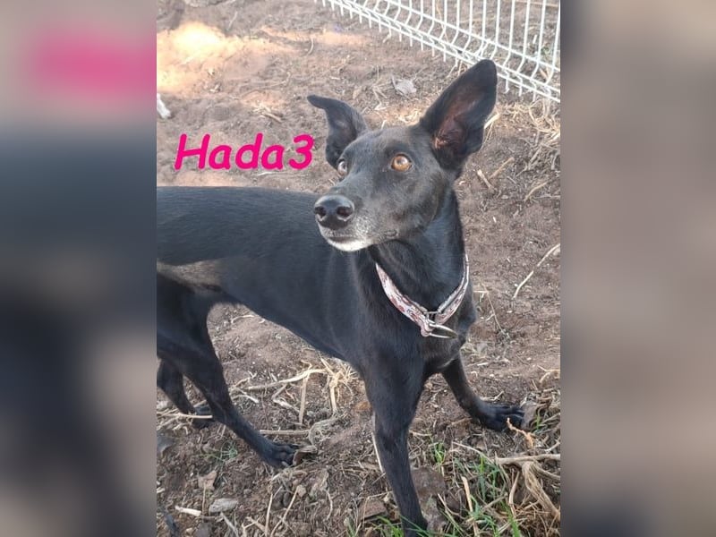 Hada3 geb. 05/2019 (ESP) - zuneigungsvolle und anhängliche Galgo-Mix Hündin!