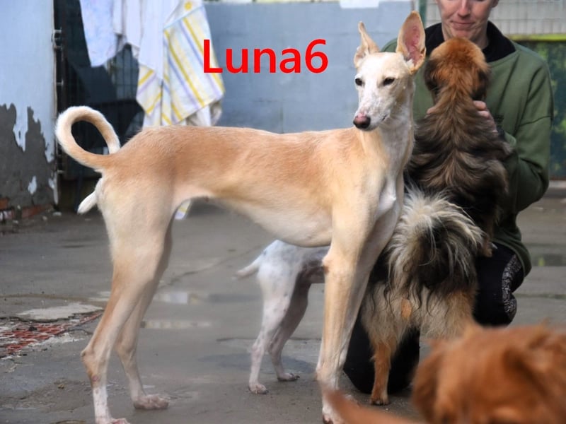 Luna6 geb. 08/2023 (ESP) - menschenbezogene und soziale Galgo Mix Hündin!