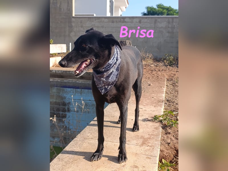 Brisa geb. 05/2019 (ESP) - anhängliche und liebevolle Galgo-Mix Hündin!