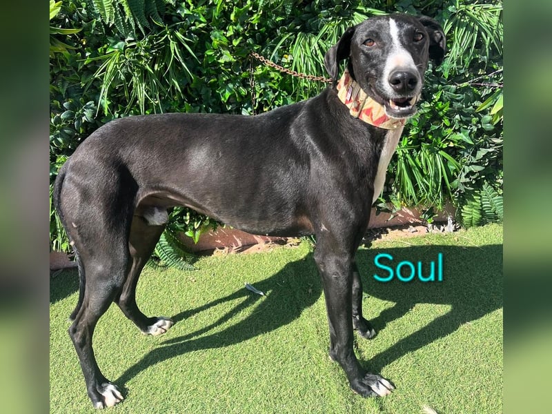 Soul geb. 05/2023 (ESP) - sanfter und liebevoller Galgo-Mix!