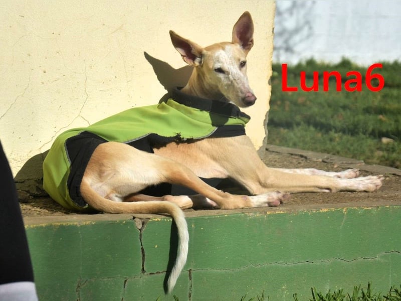 Luna6 geb. 08/2023 (ESP) - menschenbezogene und soziale Galgo Mix Hündin!