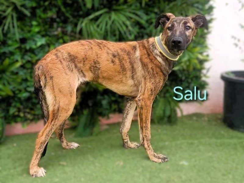 Salu geb. 12/2023 (ESP) - unglaublich liebevoller Galgo-Mix sehnt sich nach einem Zuhause!