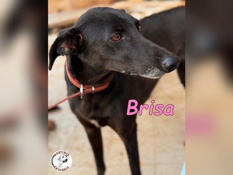 Brisa♥️geb. 05/2019 (ESP) - anhängliche und liebevolle Galgo-Mix Hündin!
