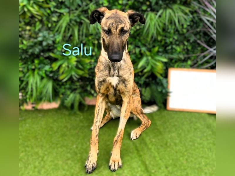 Salu geb. 12/2023 (ESP) - unglaublich liebevoller Galgo-Mix sehnt sich nach einem Zuhause!