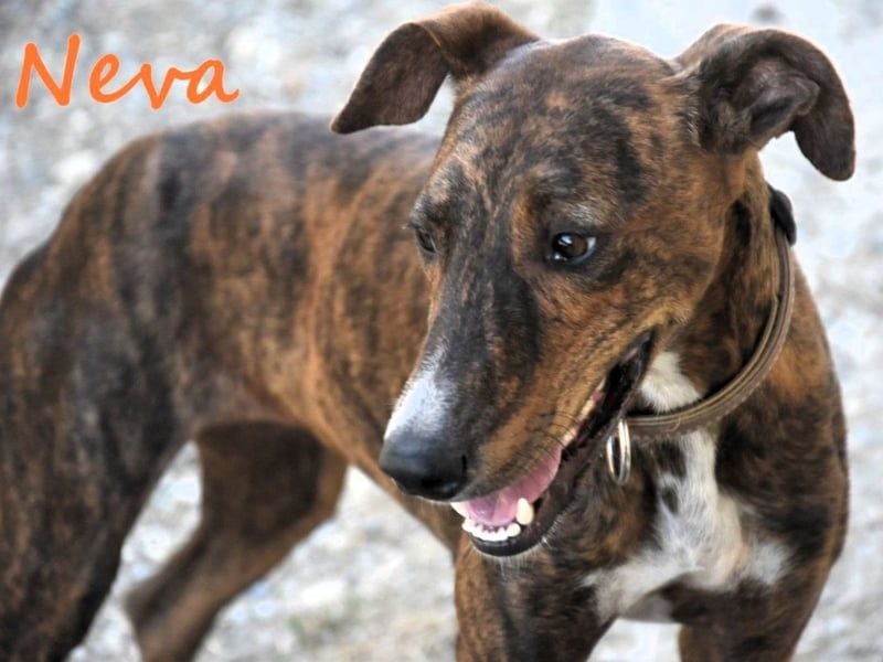 Neva geb. 10/2023 (ESP) - sehr liebes und verschmustes Galgo-Mix Mädchen!