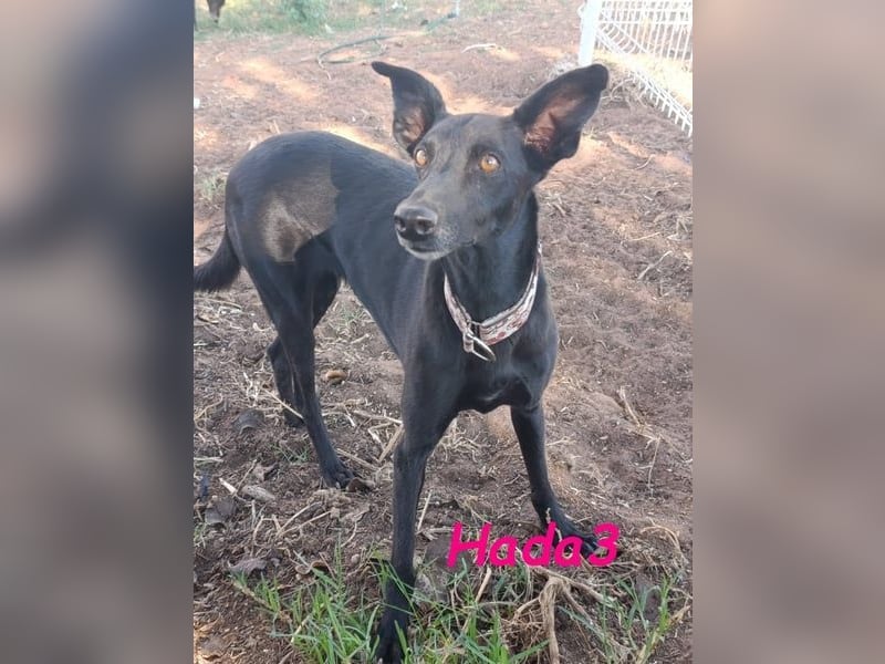 Hada3 geb. 05/2019 (ESP) - zuneigungsvolle und anhängliche Galgo-Mix Hündin!