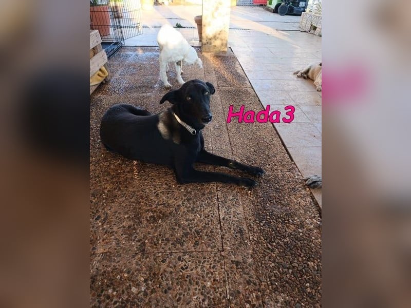 Hada3 geb. 05/2019 (ESP) - zuneigungsvolle und anhängliche Galgo-Mix Hündin!