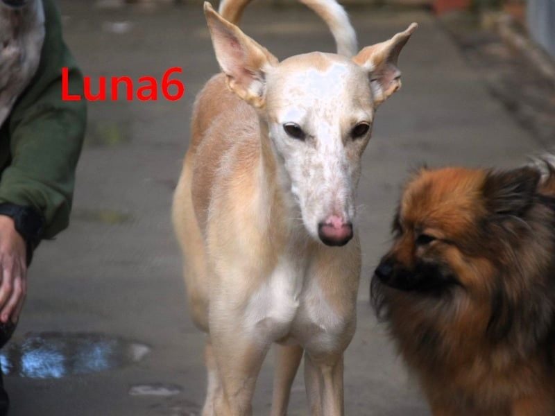Luna6 geb. 08/2023 (ESP) - menschenbezogene und soziale Galgo Mix Hündin!