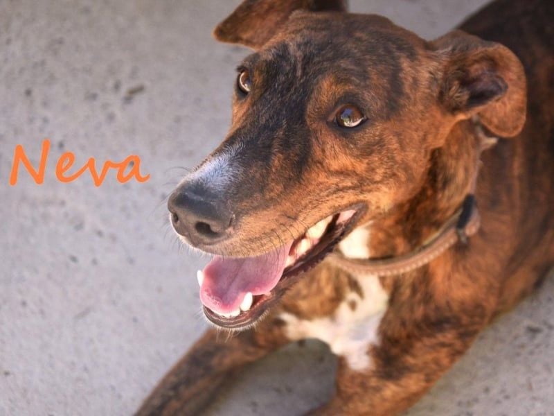 Neva geb. 10/2023 (ESP) - sehr liebes und verschmustes Galgo-Mix Mädchen!