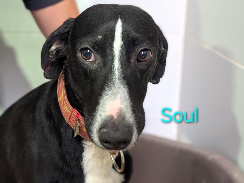 Soul geb. 05/2023 (ESP) - sanfter und liebevoller Galgo-Mix!