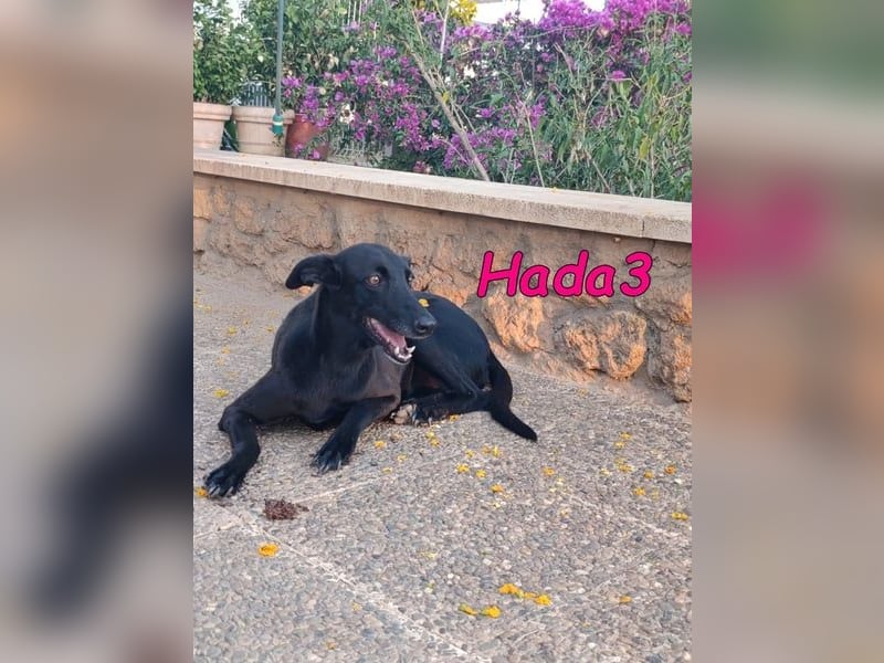 Hada3 geb. 05/2019 (ESP) - zuneigungsvolle und anhängliche Galgo-Mix Hündin!