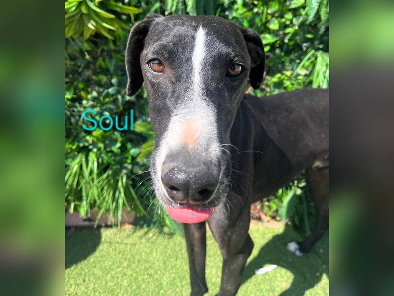 Soul geb. 05/2023 (ESP) - sanfter und liebevoller Galgo-Mix!