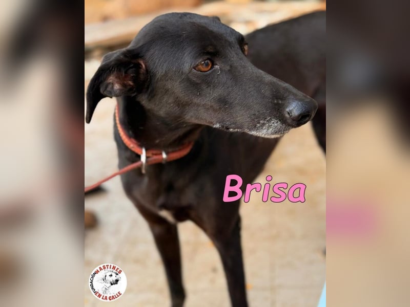 Brisa geb. 05/2019 (ESP) - anhängliche und liebevolle Galgo-Mix Hündin!