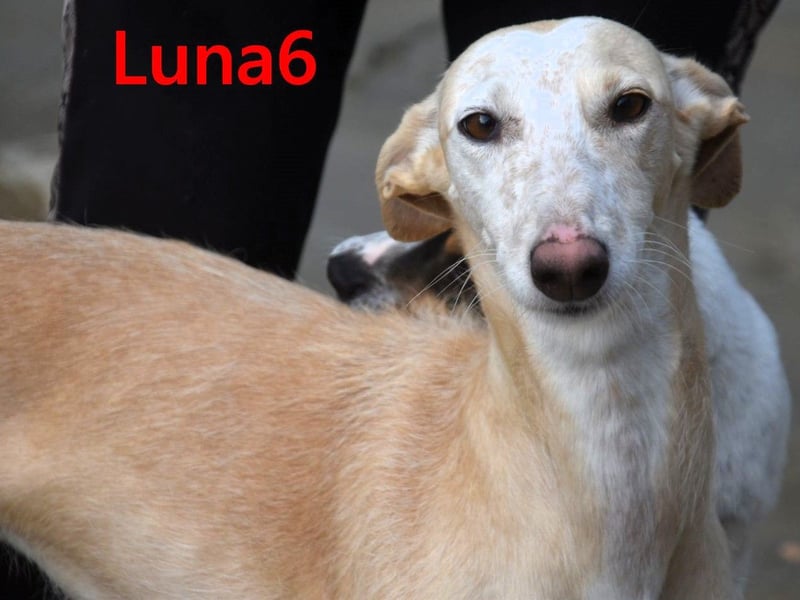 Luna6 geb. 08/2023 (ESP) - menschenbezogene und soziale Galgo Mix Hündin!