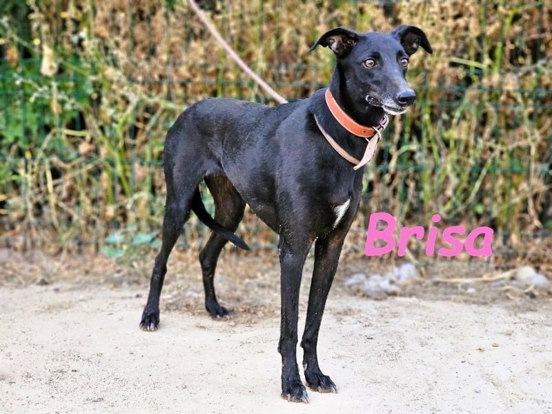 Brisa geb. 05/2019 (ESP) - anhängliche und liebevolle Galgo-Mix Hündin!