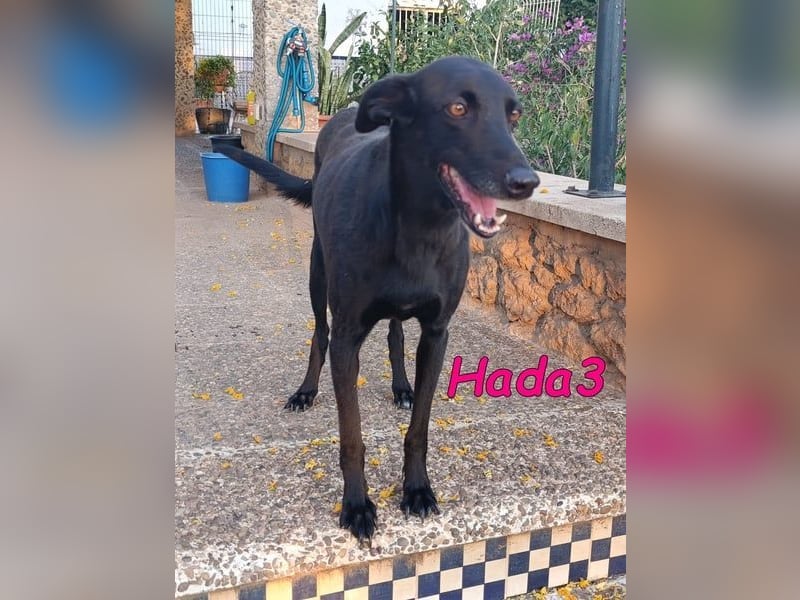 Hada3 geb. 05/2019 (ESP) - zuneigungsvolle und anhängliche Galgo-Mix Hündin!