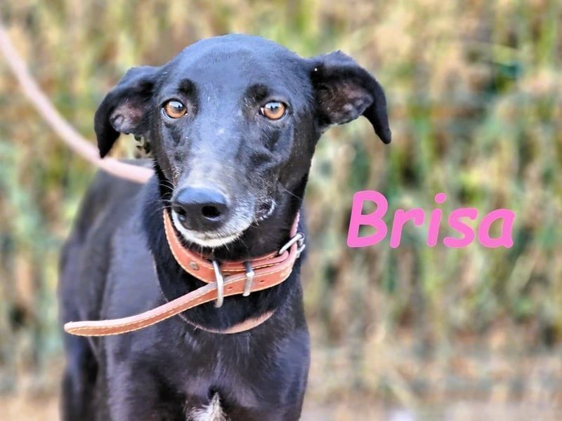 Brisa geb. 05/2019 (ESP) - anhängliche und liebevolle Galgo-Mix Hündin!