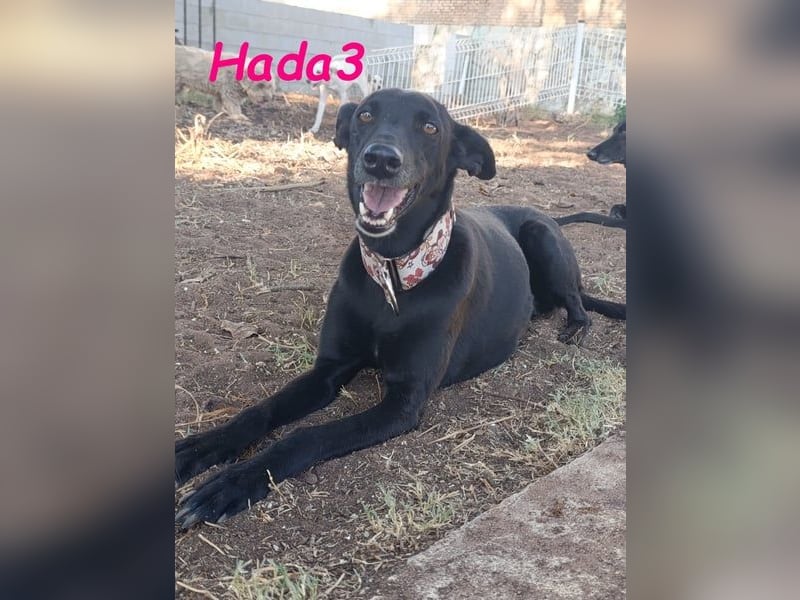 Hada3 geb. 05/2019 (ESP) - zuneigungsvolle und anhängliche Galgo-Mix Hündin!