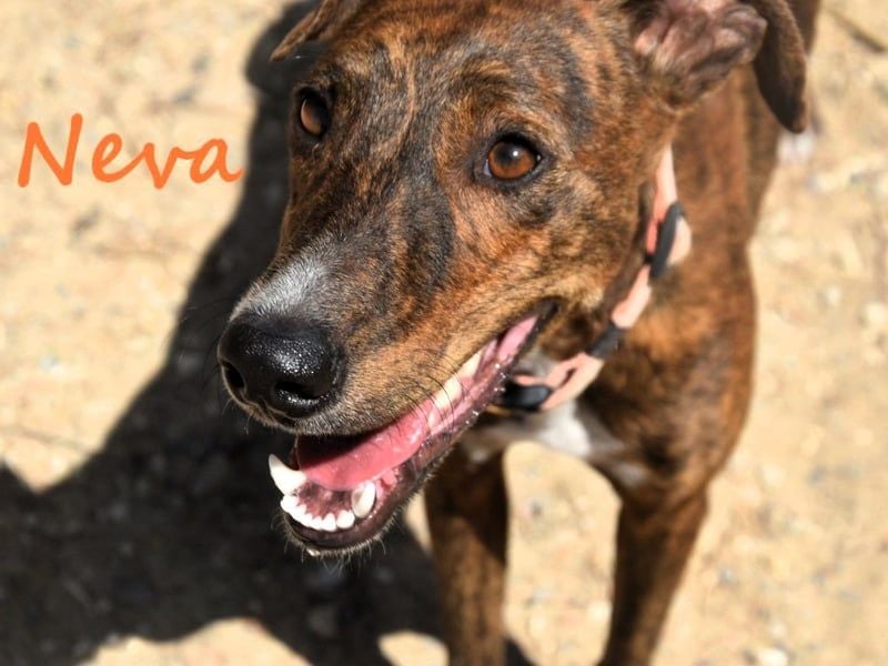 Neva geb. 10/2023 (ESP) - sehr liebes und verschmustes Galgo-Mix Mädchen!