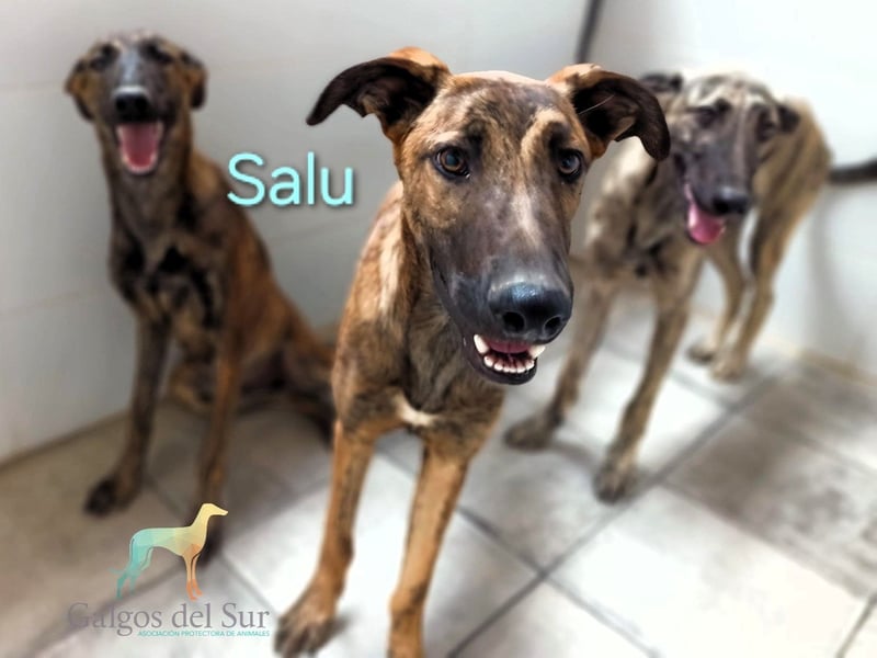 Salu geb. 12/2023 (ESP) - unglaublich liebevoller Galgo-Mix sehnt sich nach einem Zuhause!