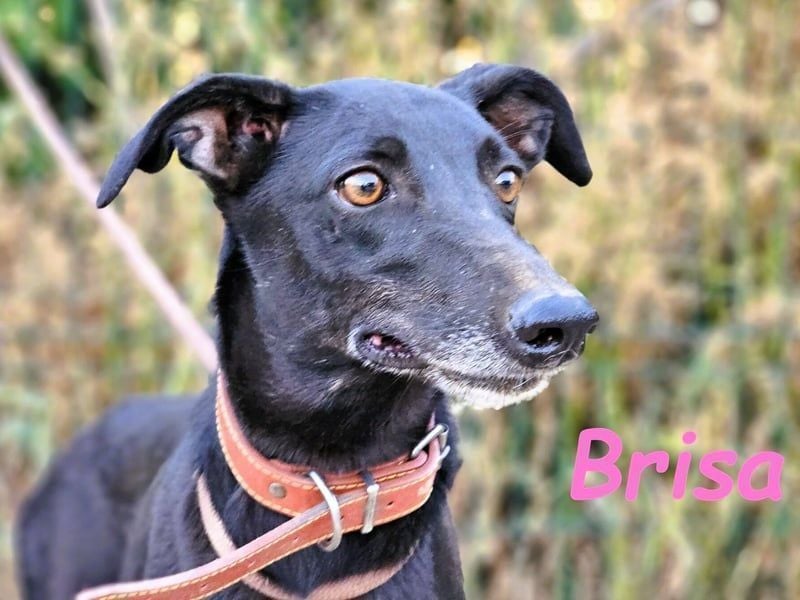 Brisa geb. 05/2019 (ESP) - anhängliche und liebevolle Galgo-Mix Hündin!