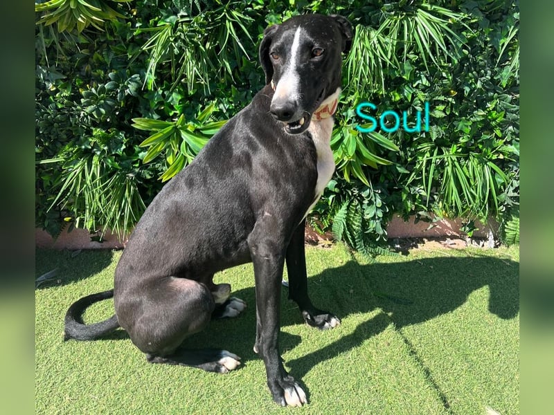 Soul geb. 05/2023 (ESP) - sanfter und liebevoller Galgo-Mix!
